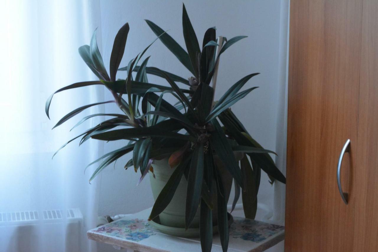 M@D Apartment 蒂米什瓦拉 外观 照片